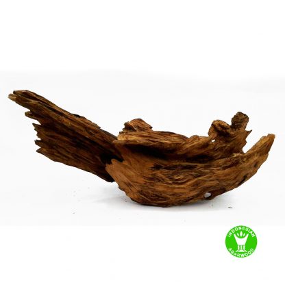 Unique agarwood